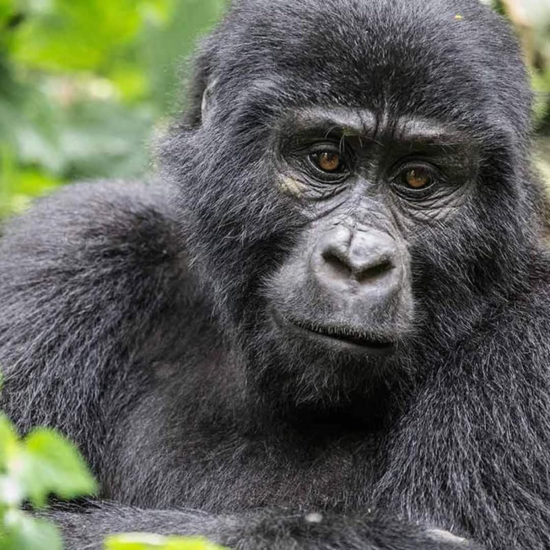 Gorilla Safari Lodge Rubuguli Bagian luar foto