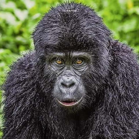 Gorilla Safari Lodge Rubuguli Bagian luar foto