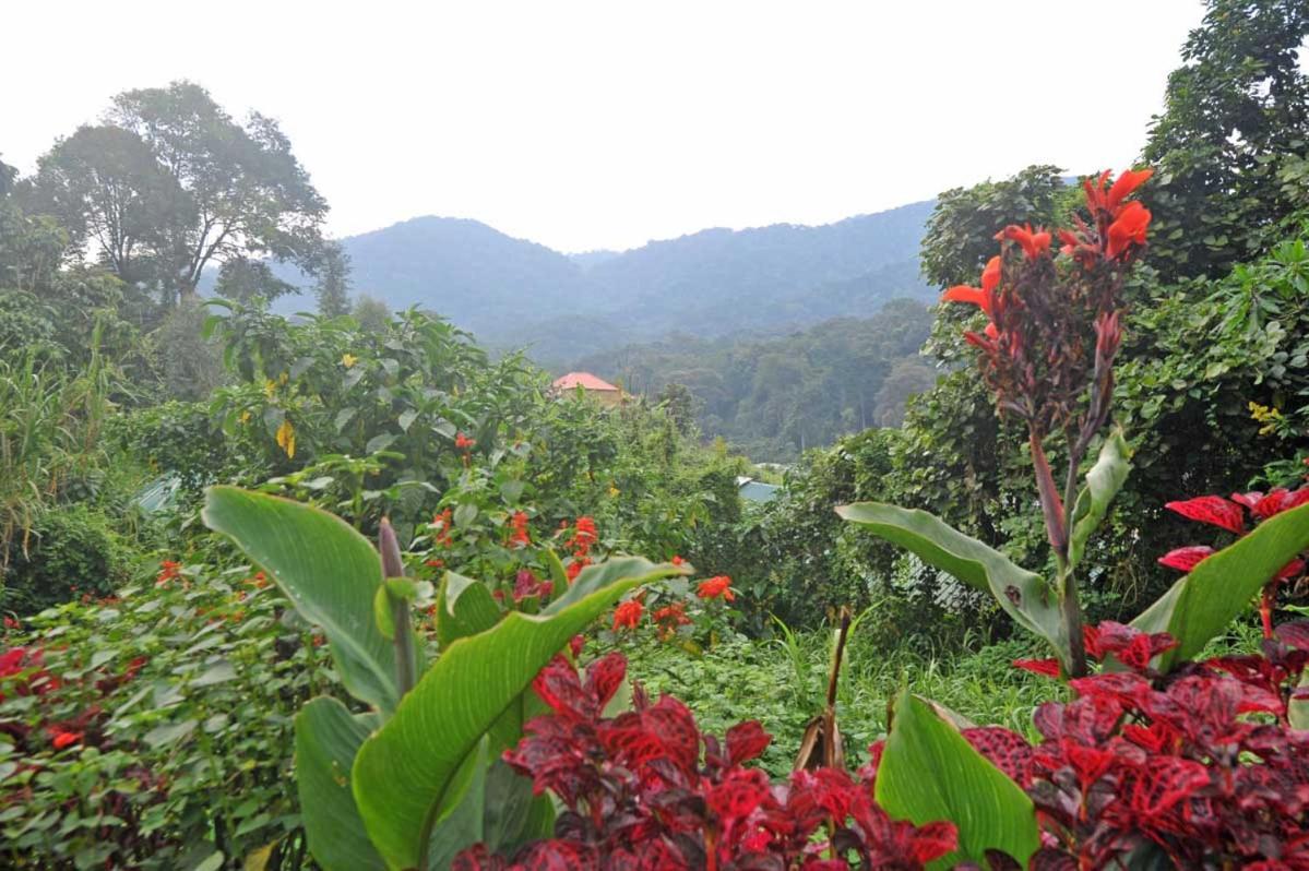 Gorilla Safari Lodge Rubuguli Bagian luar foto